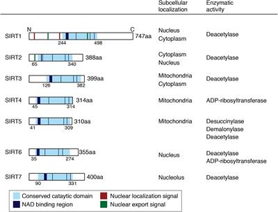 Sirtuins in Neuroendocrine Regulation and Neurological Diseases